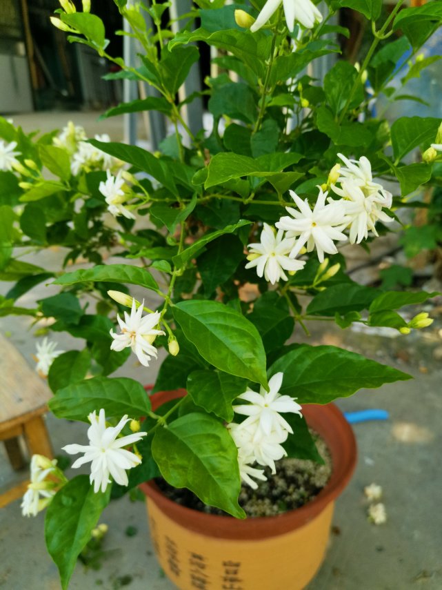 There are so many varieties of fragrant jasmine. How many kinds do you