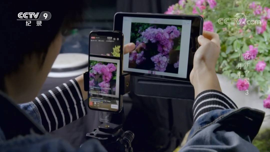原来“花”也是一种对话，这部纪录片如何记录