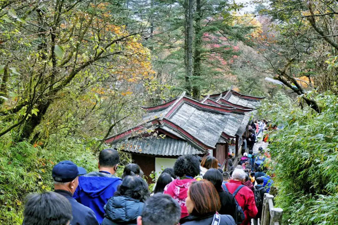 旅游|没想到，峨眉山以这样的方式告别秋天