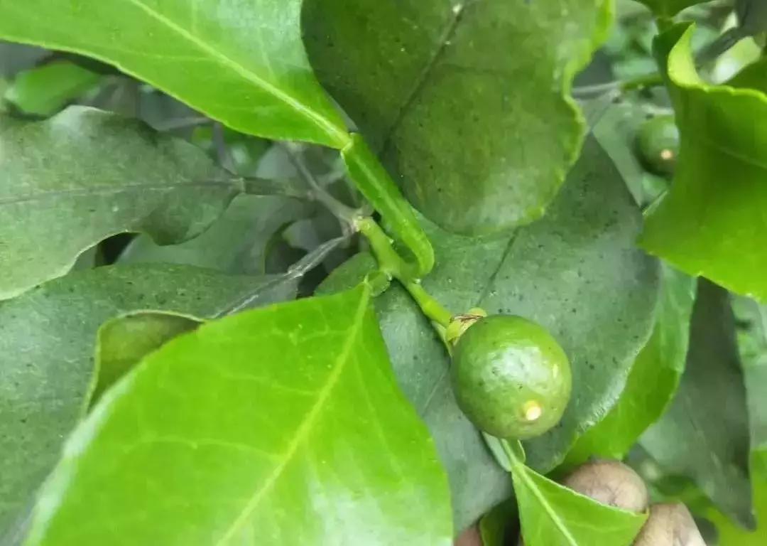 柑橘护果关键时期，柑橘谢花后哪些病虫要严防？