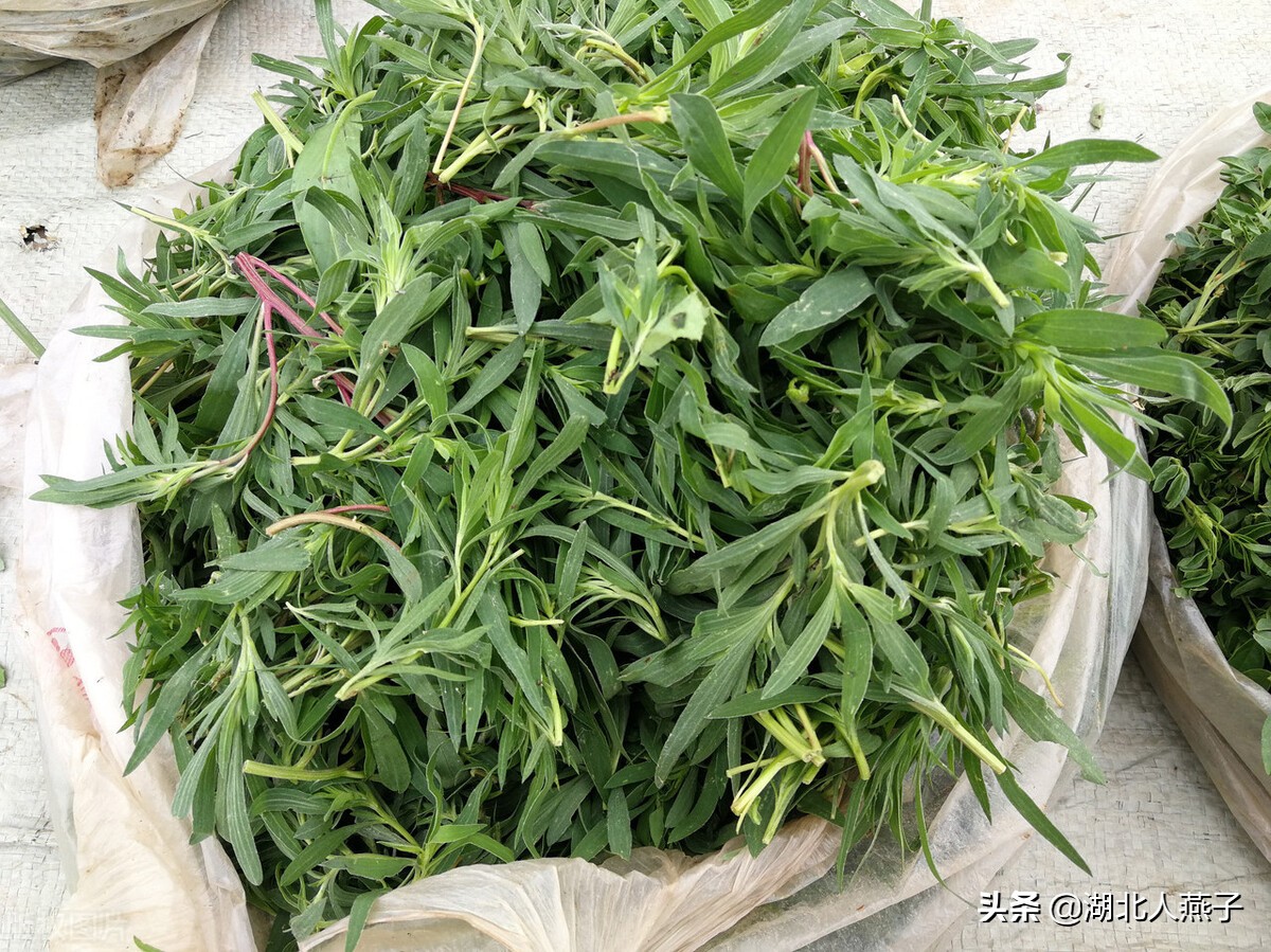 农村100种野菜图片教你认识不同的野菜和吃法