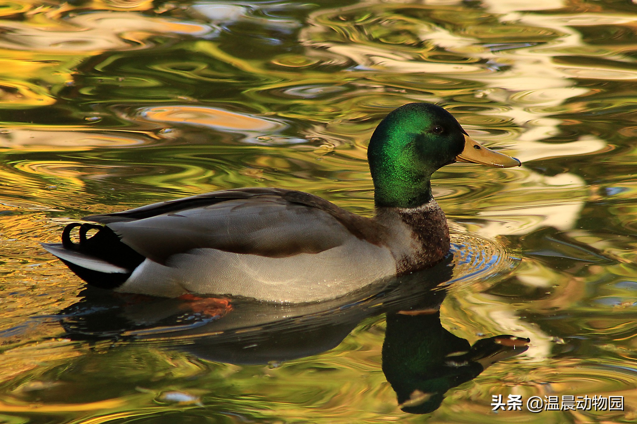家禽的寻亲之旅：鸡鸭鹅的祖先们，至今还跟人类共同生活在地球上