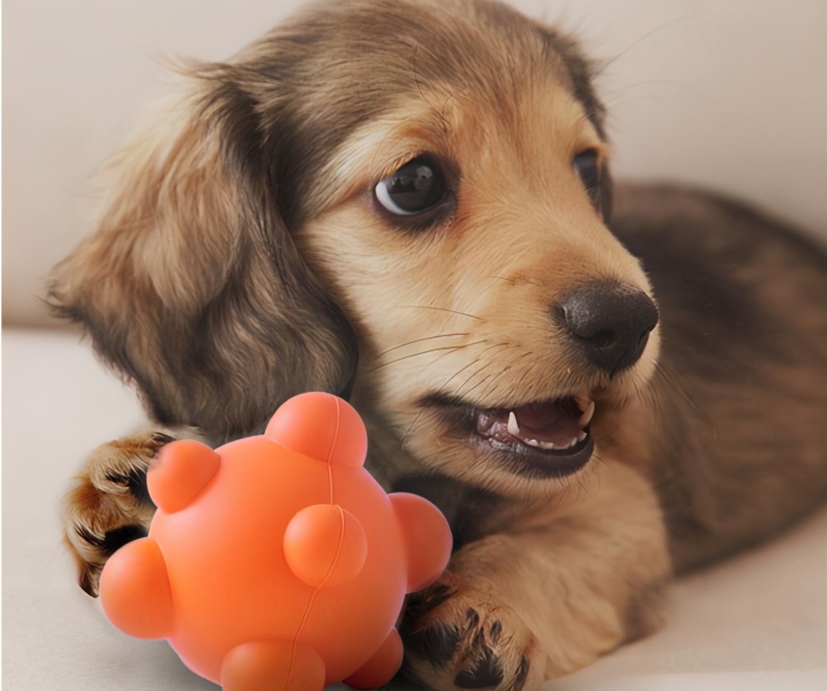 经济又实惠的五种“狗玩具”，你买了吗？