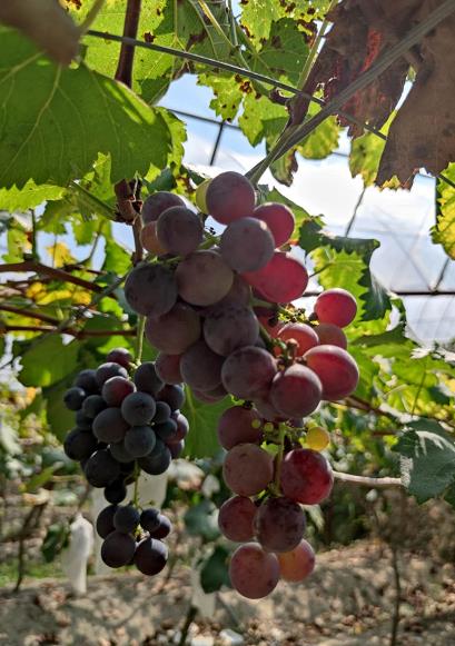 “寿宁葡萄，甜蜜的味道”2020年寿宁葡萄丰收节圆满举办成功