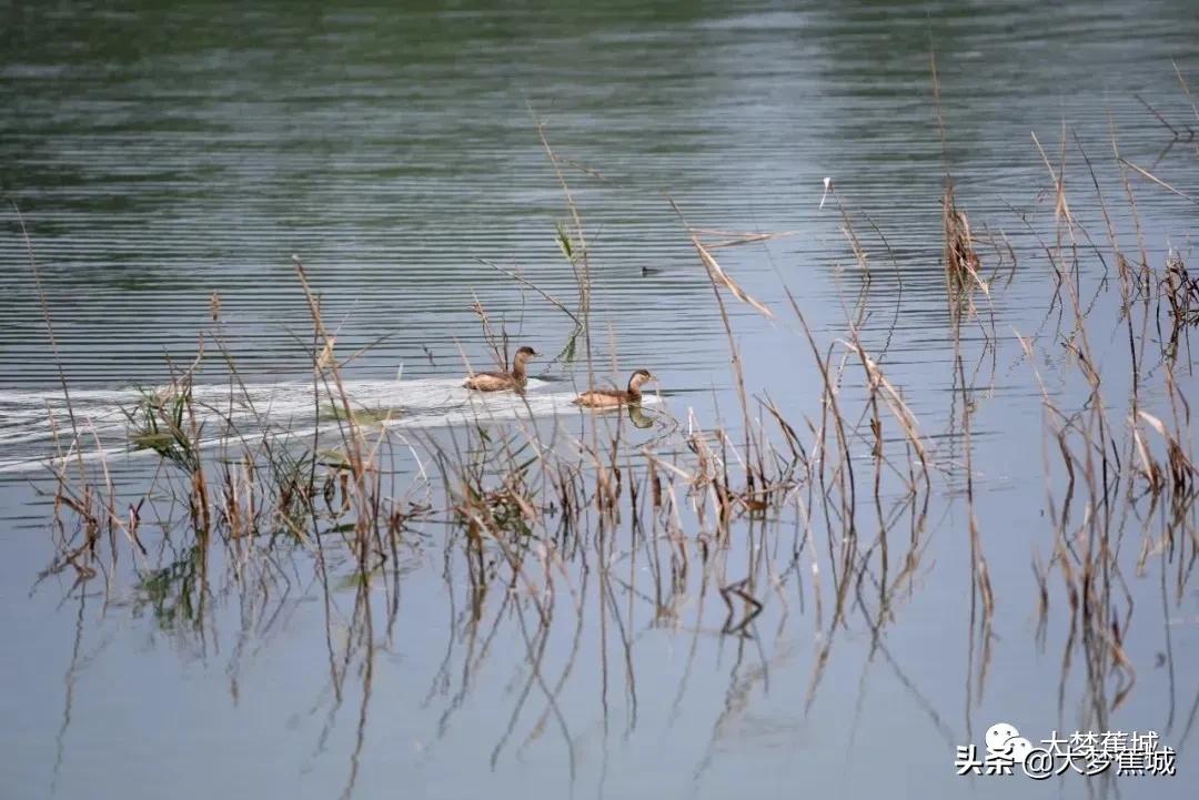冬日至 候鸟归！看东湖湿地公园水鸟翻飞～