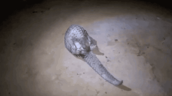 快死绝的穿山甲,和吃不够的中国人