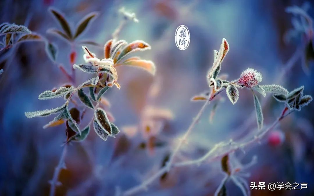 今天霜降，是食补防病的重要时节，这样做能预防一冬的小毛病-第12张图片-农百科