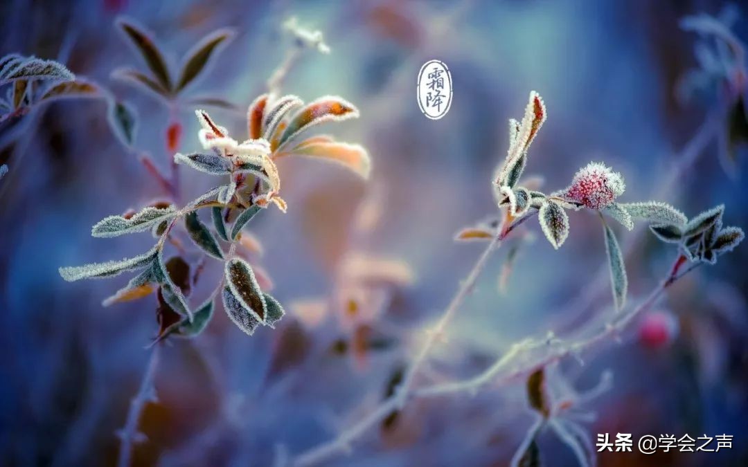 今天霜降，是食补防病的重要时节，这样做能预防一冬的小毛病-第12张图片-农百科