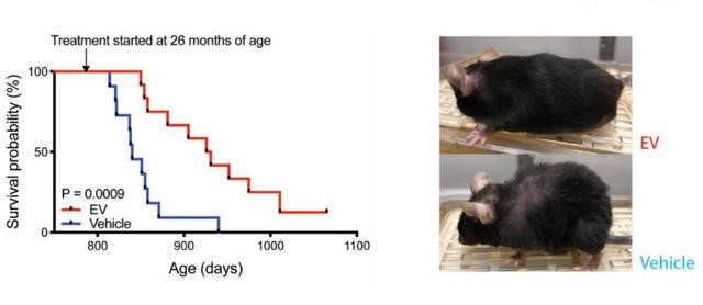 哈佛&ldquo;长寿神药&rdquo;NMN进入临床，衰老或被攻克，人人百岁指日可待