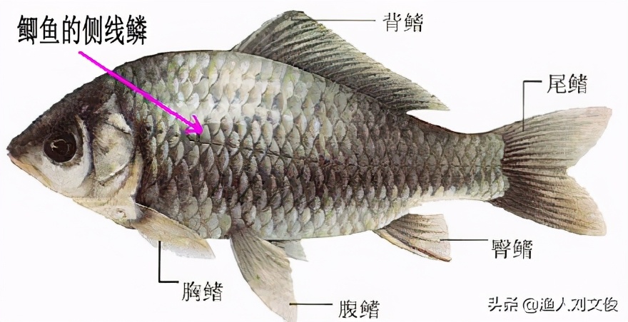 简析种类很多的鲫鱼