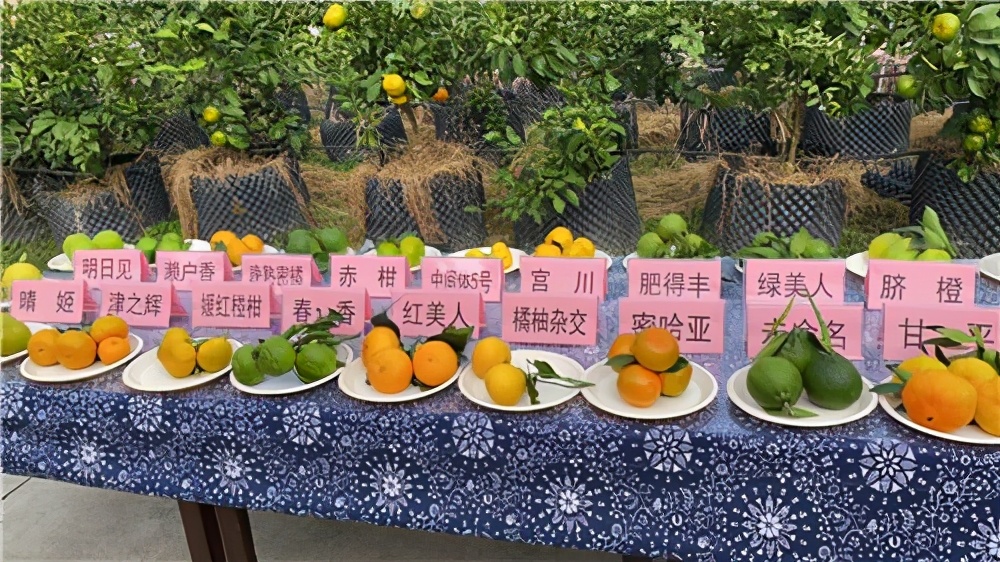 象山县柑橘文化节暨原则诗集首发式在定塘镇举行