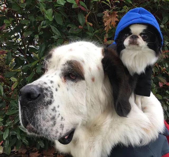 各国猛犬大全，建议收藏