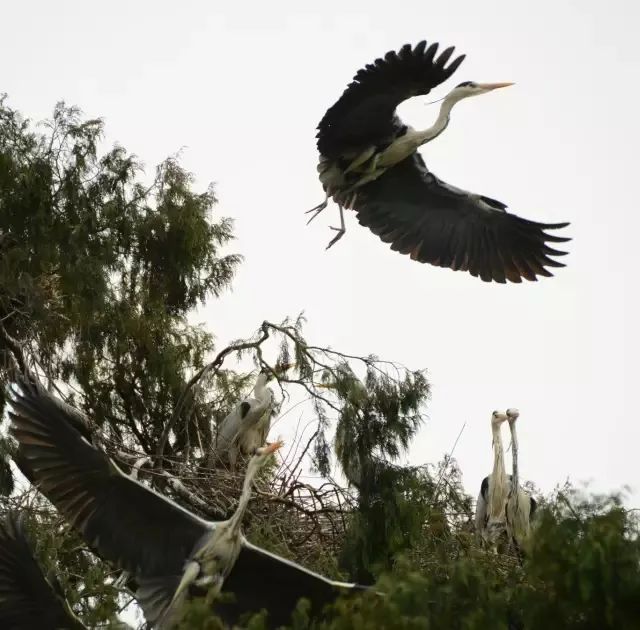 四川苍溪|水墨苍溪 那些诗意栖居的湖