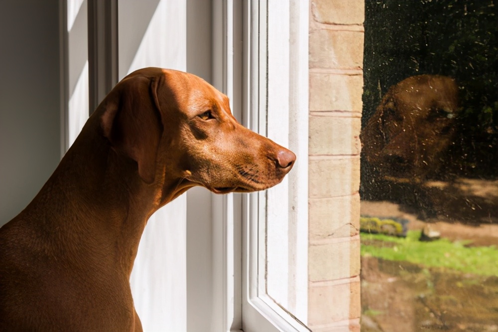 狗狗会盯着某个地方乱叫，原因真的和我们想的一样吗？