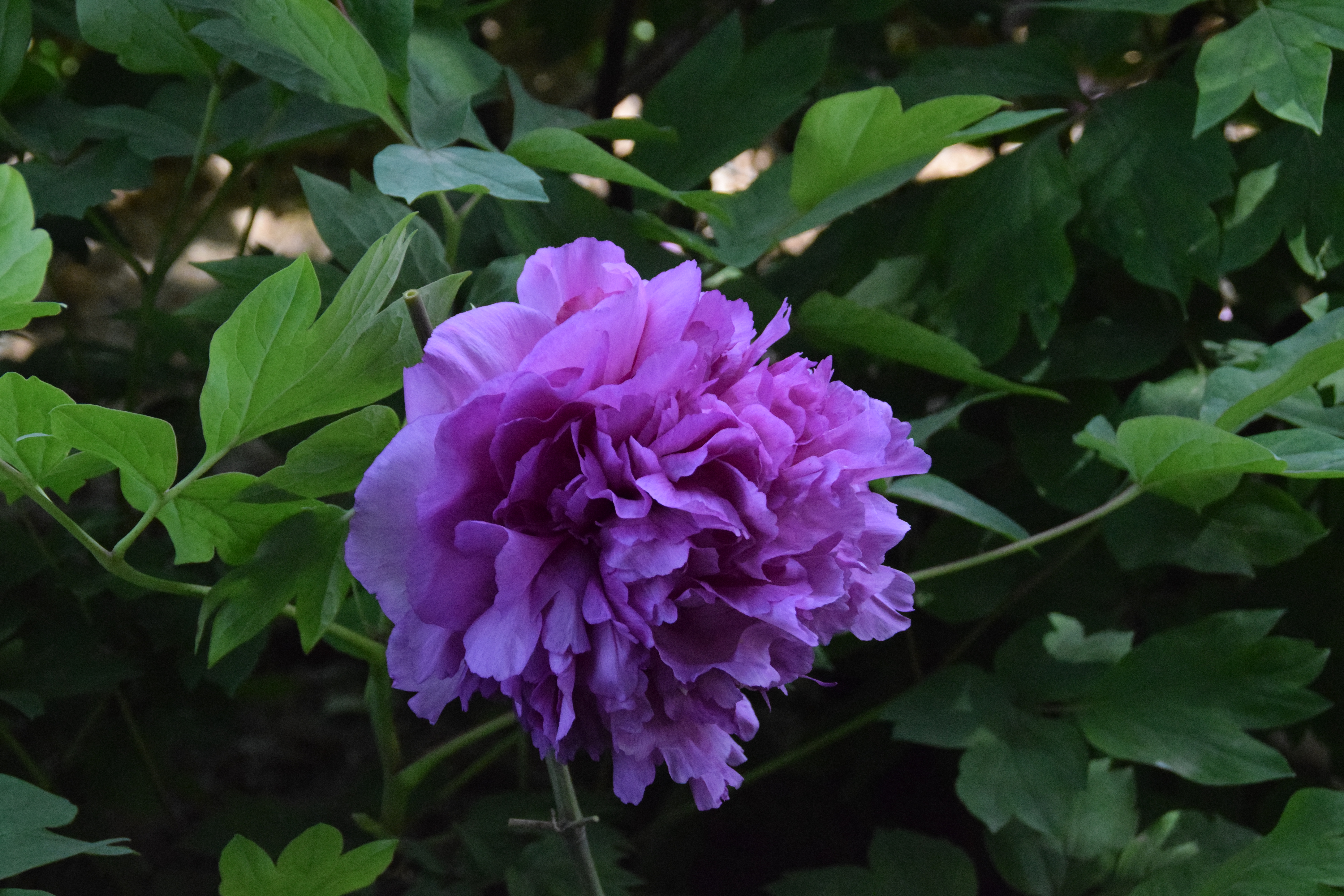 洛陽市隋唐城遺址植物園4月19日花情 隋唐城遺址植物園 Mdeditor