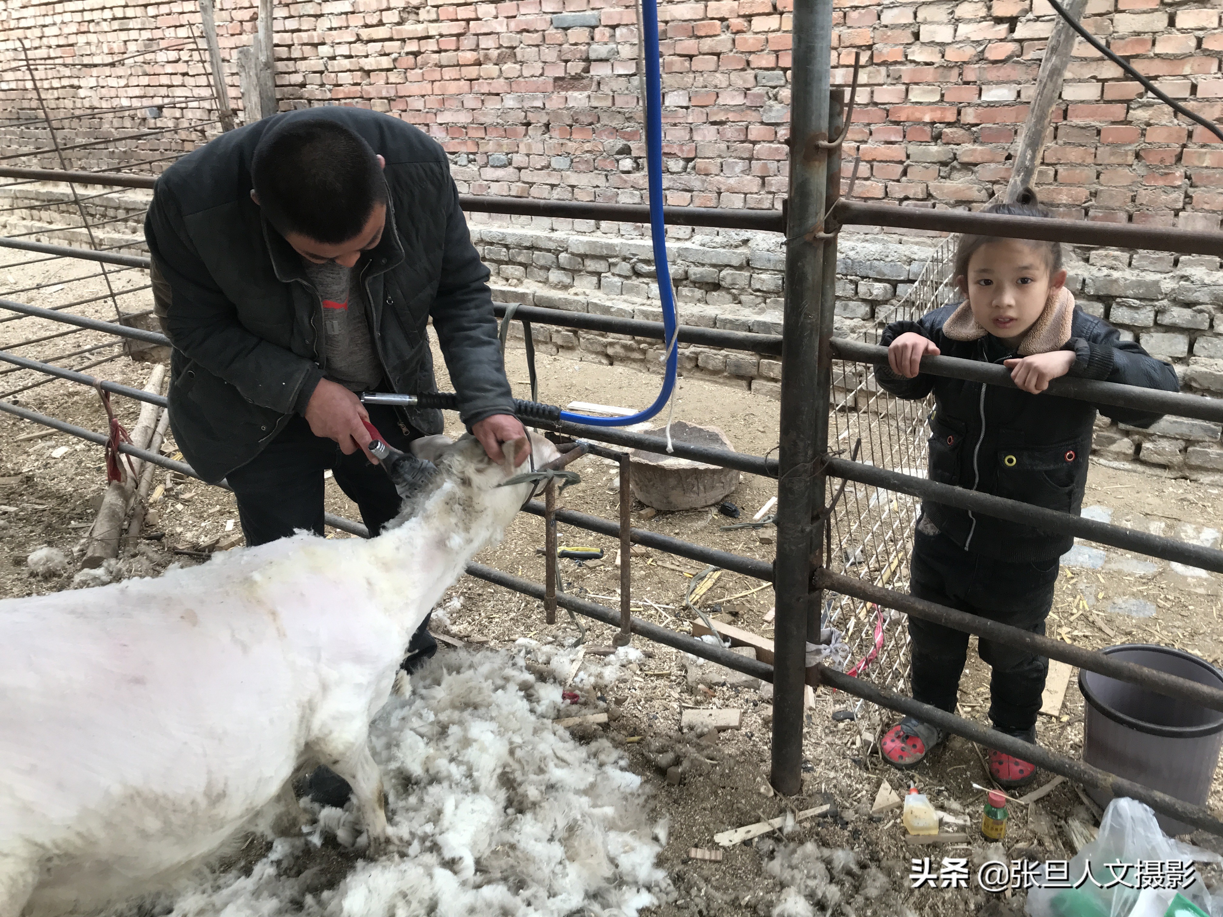 去年养羊赚了近十万元，今年听人指点又找到了一条赚钱的门路