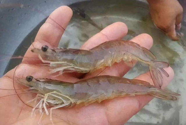 白虾价格2个月暴跌18元，比猪肉还便宜，养殖户：简直是噩梦