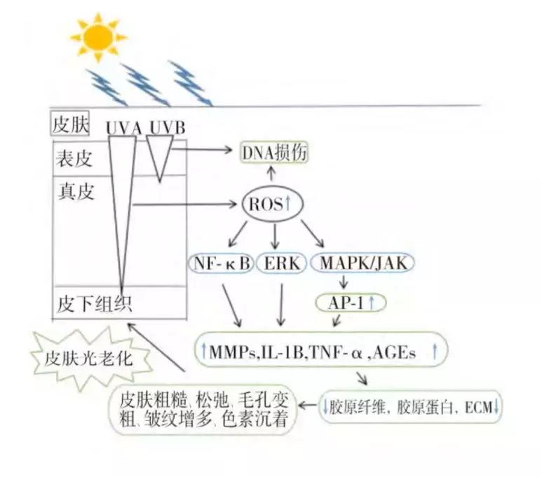 5个小秘诀让你拥有好肌肤-第2张图片-农百科 5个小秘诀让你拥有好肌肤-第2张图片-农百科