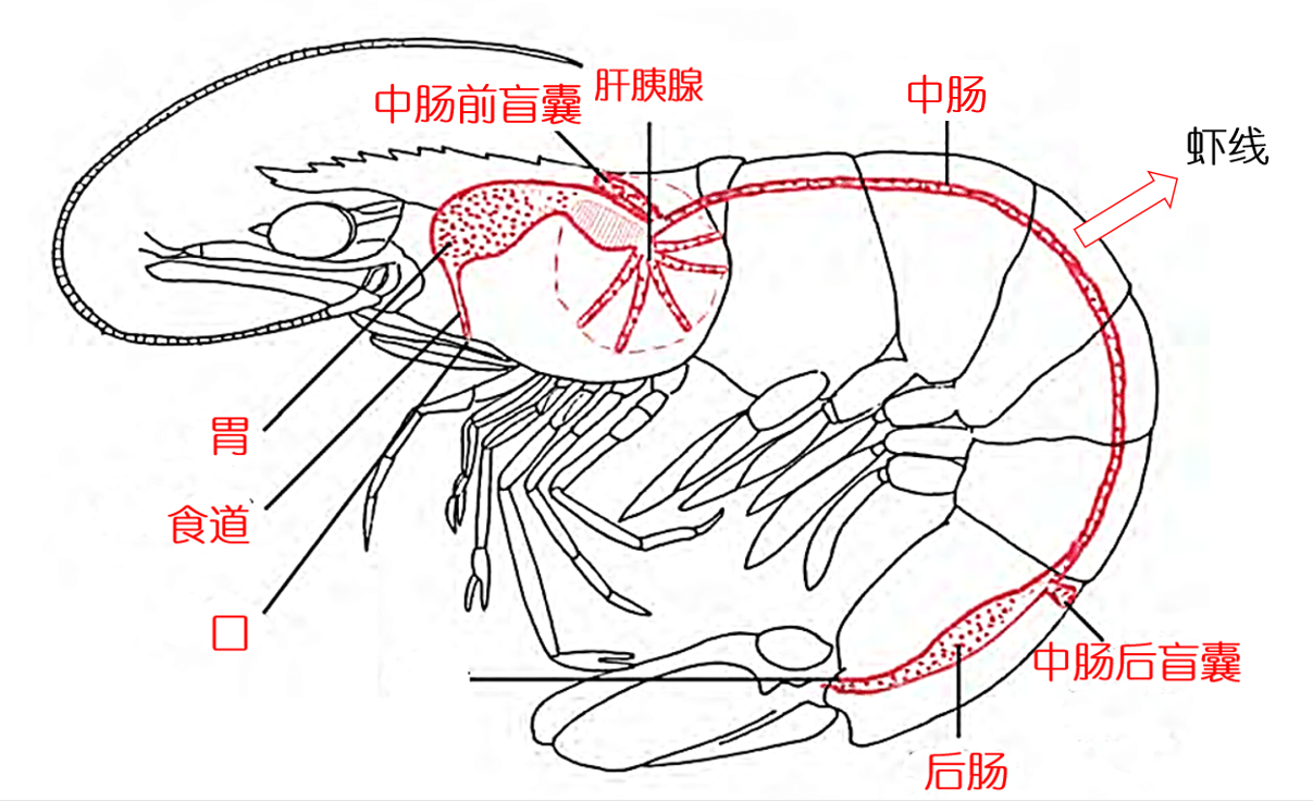 “蝦線”到底有多臟？不除“蝦線”行不行？