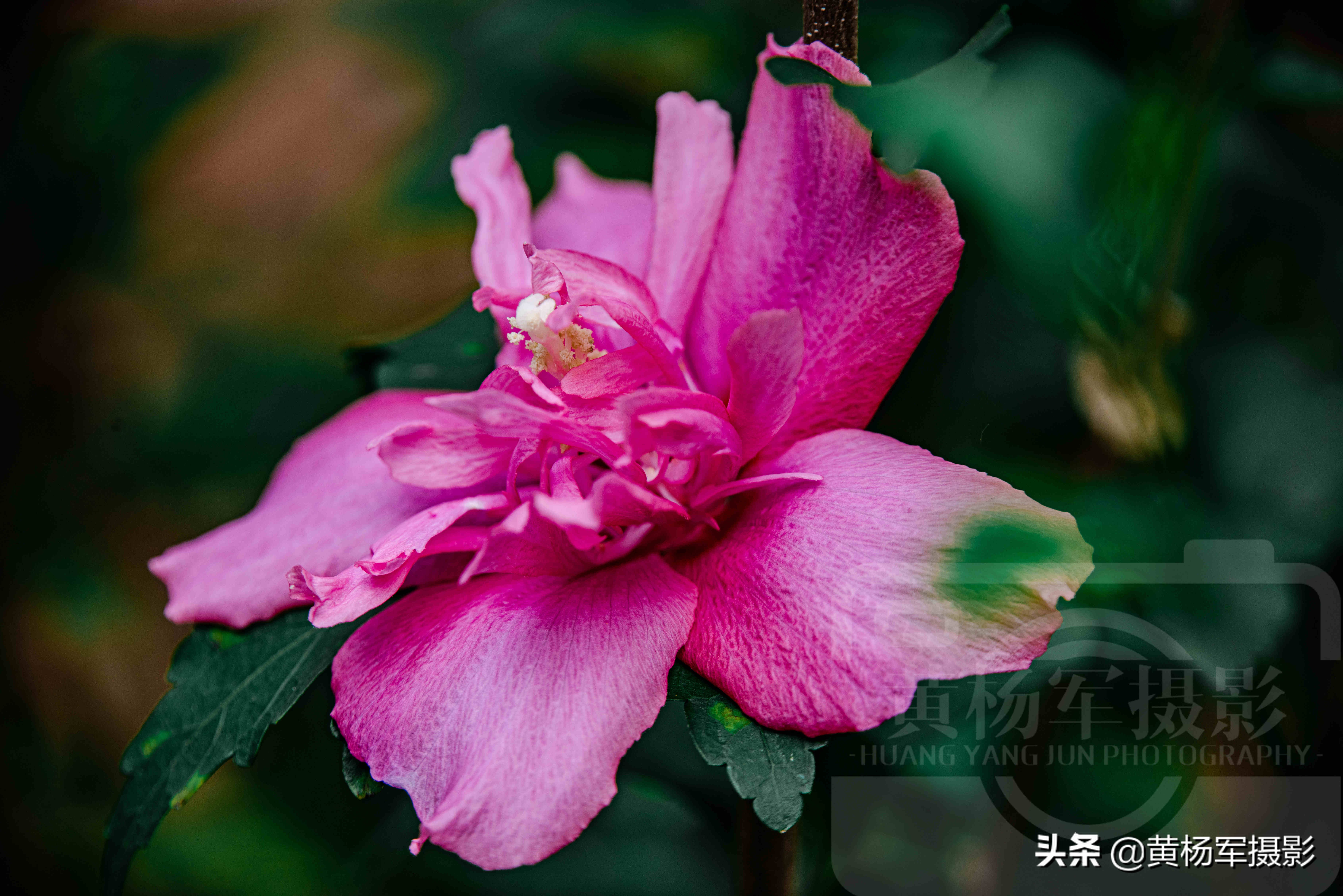 夏日絢爛綻放的木槿花 朝開暮落 豔麗多姿的綠葉紅花非常漂亮 黃楊軍攝影 Mdeditor
