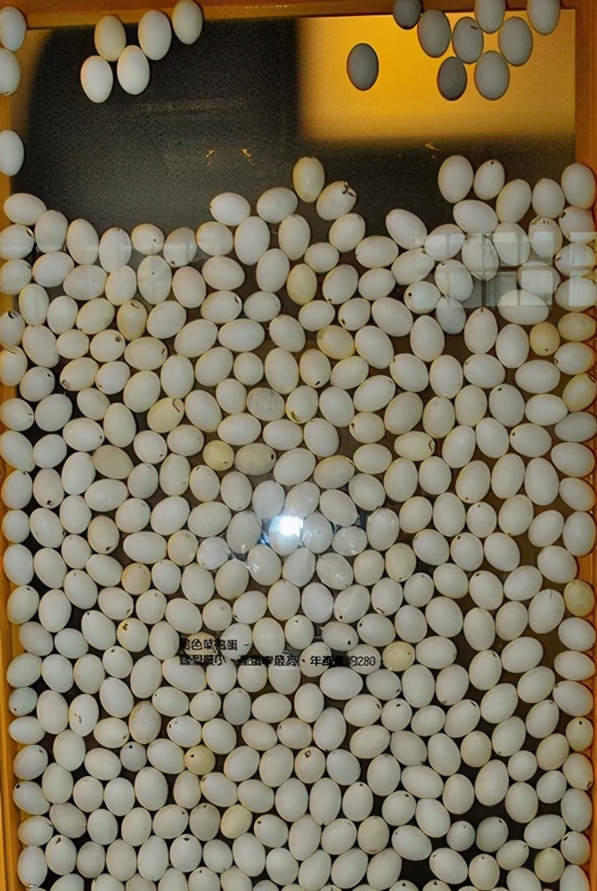 看完博士鸭，变成鸭博士