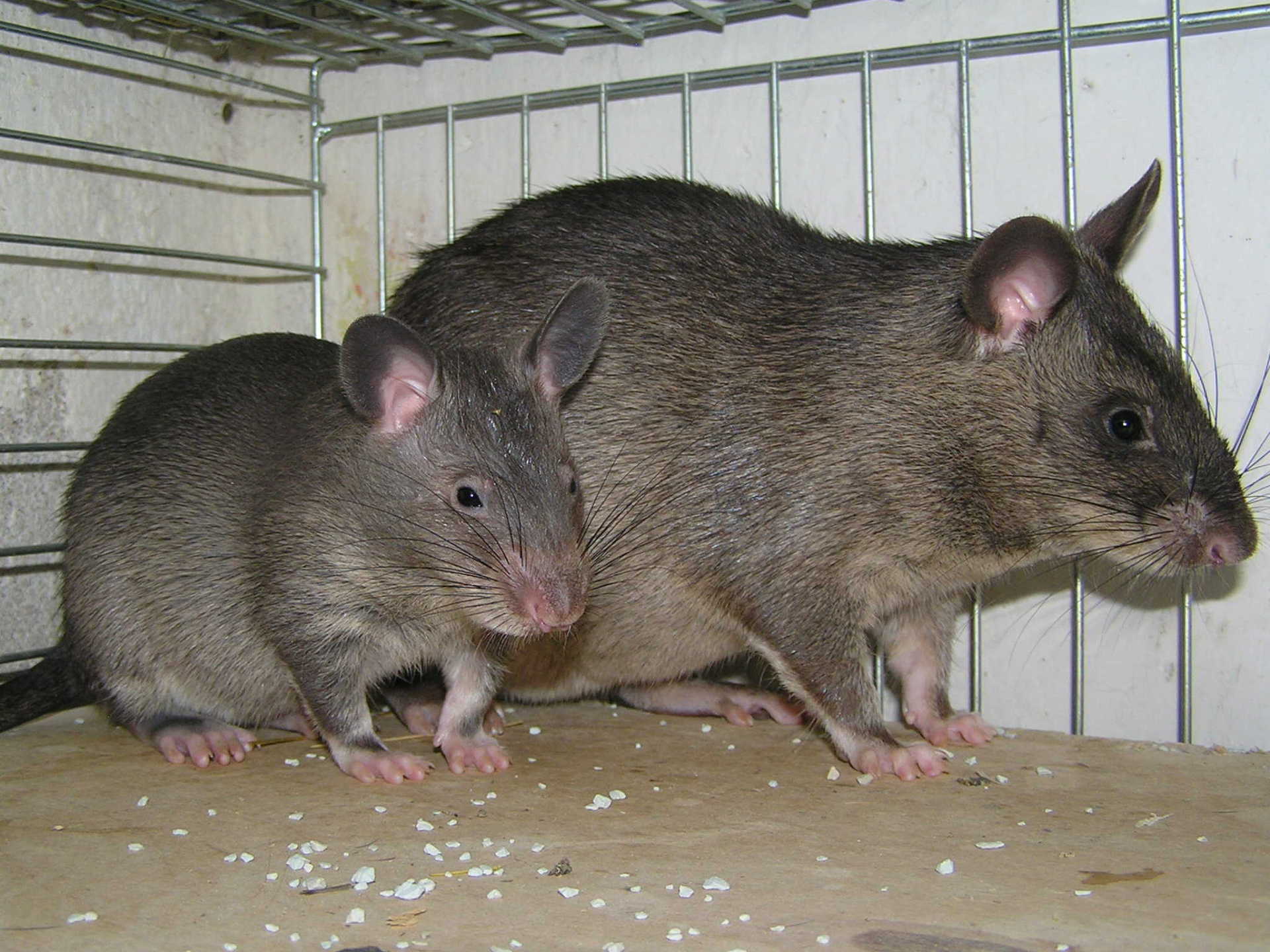 排雷71颗体长近1米的非洲巨鼠在菲律宾功成身退