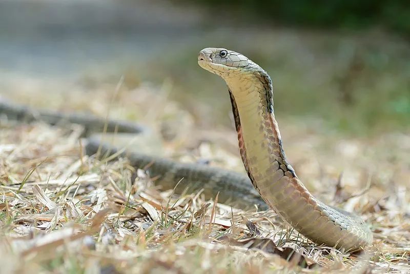 200,000 people are bitten by poisonous snakes every year! Do you