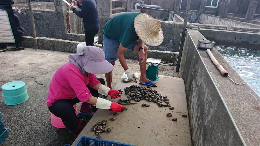 台湾贡寮鲍销量暴跌八成，当地政府建议延长大陆鲍鱼进口禁令