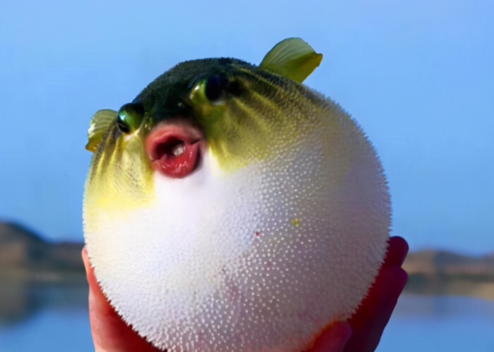 水质恶化,严重时甚至形成几十公里的污染带,阻断了河豚的正常洄游