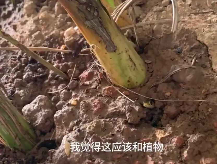 长沙男子网购富贵竹盆栽，30天后竟孵出10多条蛇！它们是毒蛇吗？