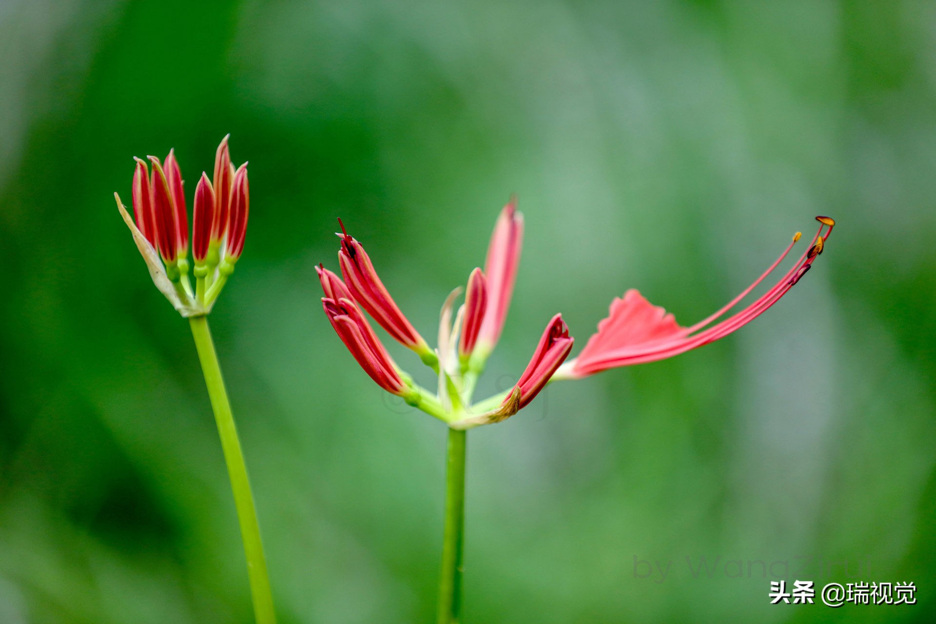 彼岸花 花叶不相见 球根有剧毒 资讯咖