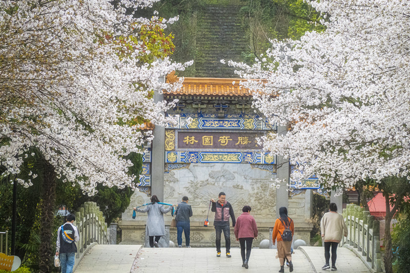 随州：樱花开正艳 市民来打卡