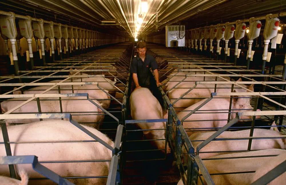 “全进全出”生猪养殖管理模式好处多，猪场实