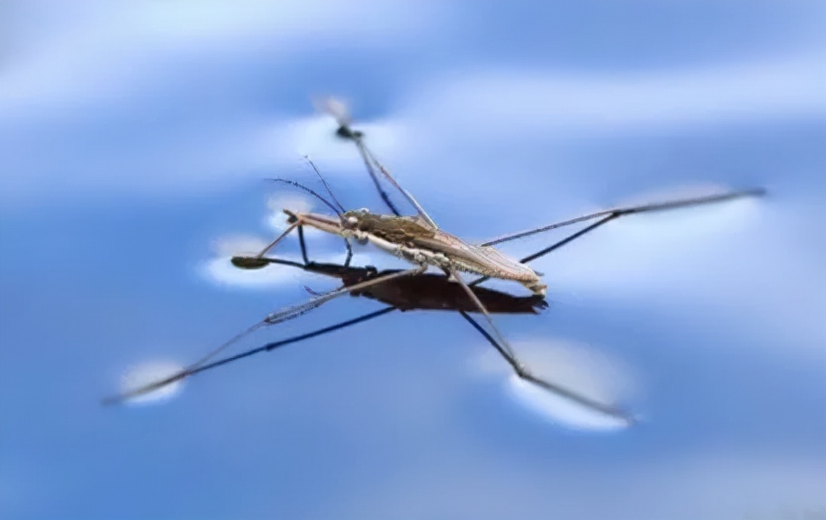 Floating Bug Air What exactly is this kind of bug that
