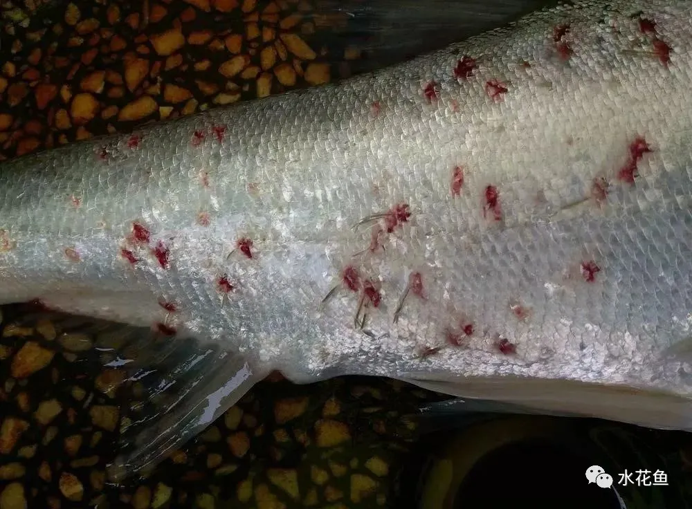 魚類“白露瘟”及其應對措施:“白露劫”并不怕!“渡劫”并不難