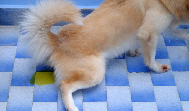狗狗尿路感染，是怎麽引起的？注意8個方面可以降低患病幾率