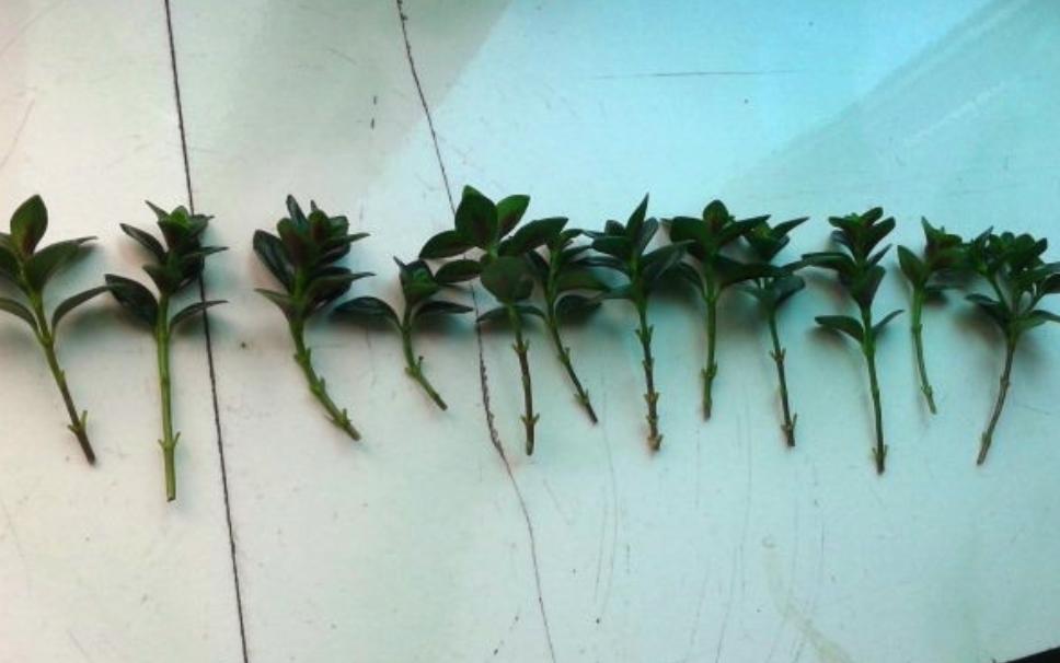 How to cut goldfish spider plant?Learn a few methods, it's not ...