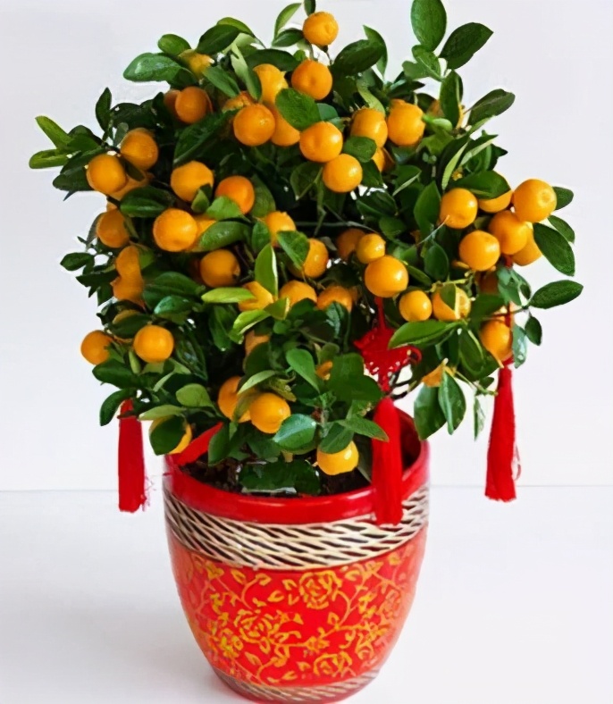 吉星拱照话年桔