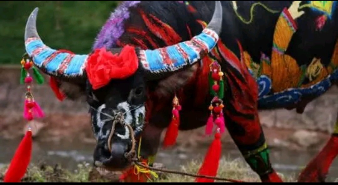 为啥挂树枝的老挝人家不能进？当地人：进去了