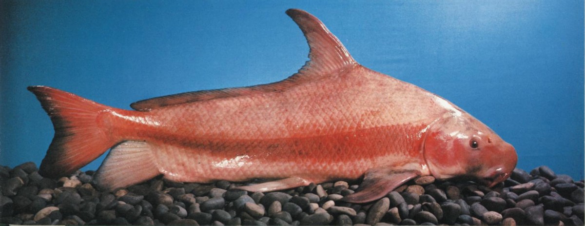 细说长江珍稀保护鱼类——美丽的胭脂鱼