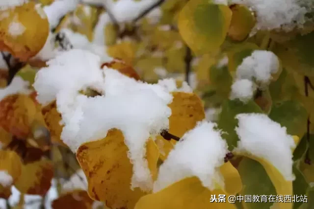 甘肃初雪|甘肃18所高校初学雪景大PK,快来看看有你的母校没?