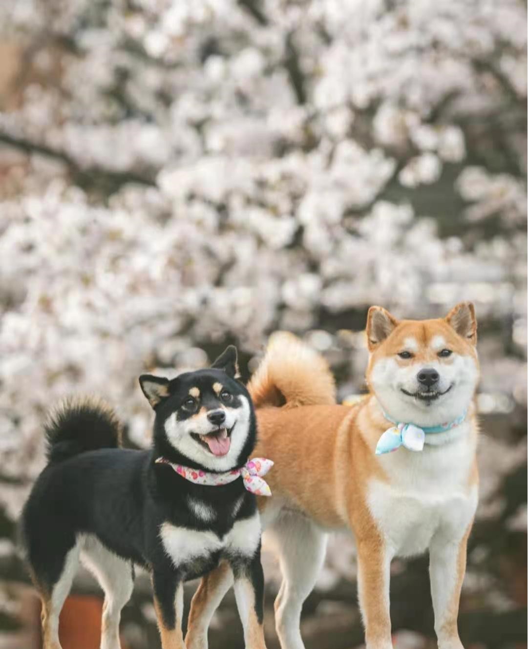 小柴犬價格多少錢一隻？四大因素直接影響柴犬的價格- 資訊咖