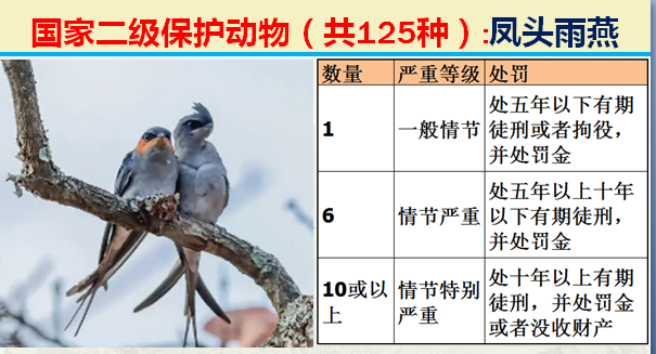 国家最新125类二级野生保护名录，图片及违法对应刑责