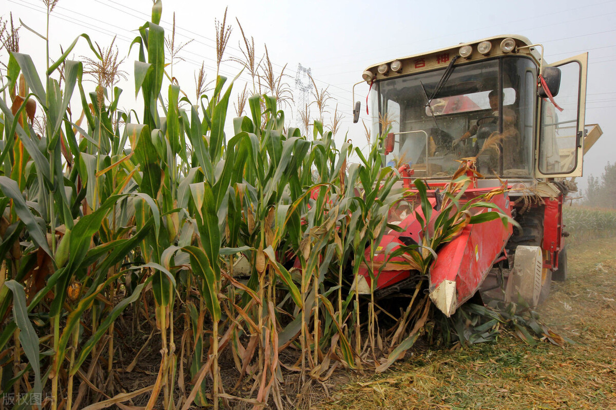 粮价下跌预警：小麦滑落，玉米新旧交替，稻谷和大豆什么样？