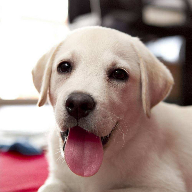 最可爱的狗狗品种排名（分享世界10大长得超可爱的狗狗）