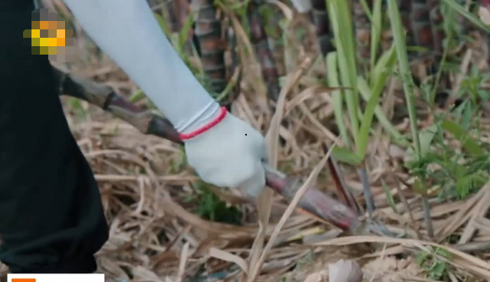 任嘉伦做客《向往》，看到穿的衣服，这才是参