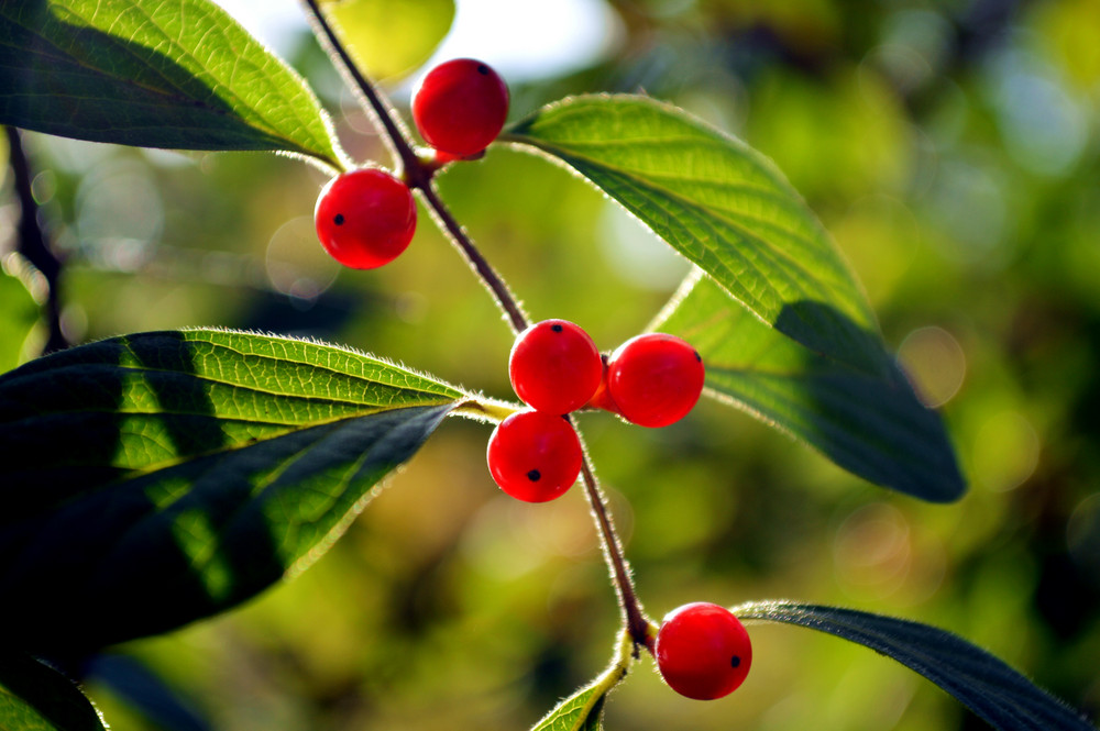 关于红豆的诗句古诗词表达红豆寄相思的诗句