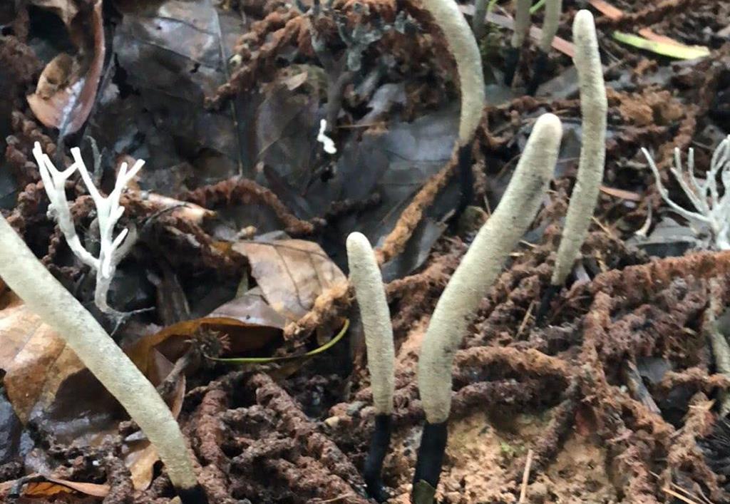 The fungus that grows in termite nests is more expensive than gold. Why are those who dig it unwilling to sell it?