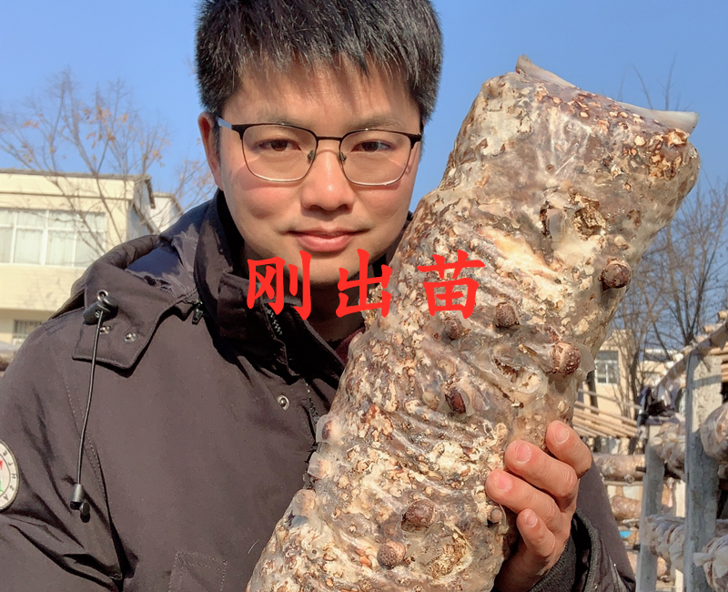 小万黄：农村小伙讲述随州冬花菇种植过程