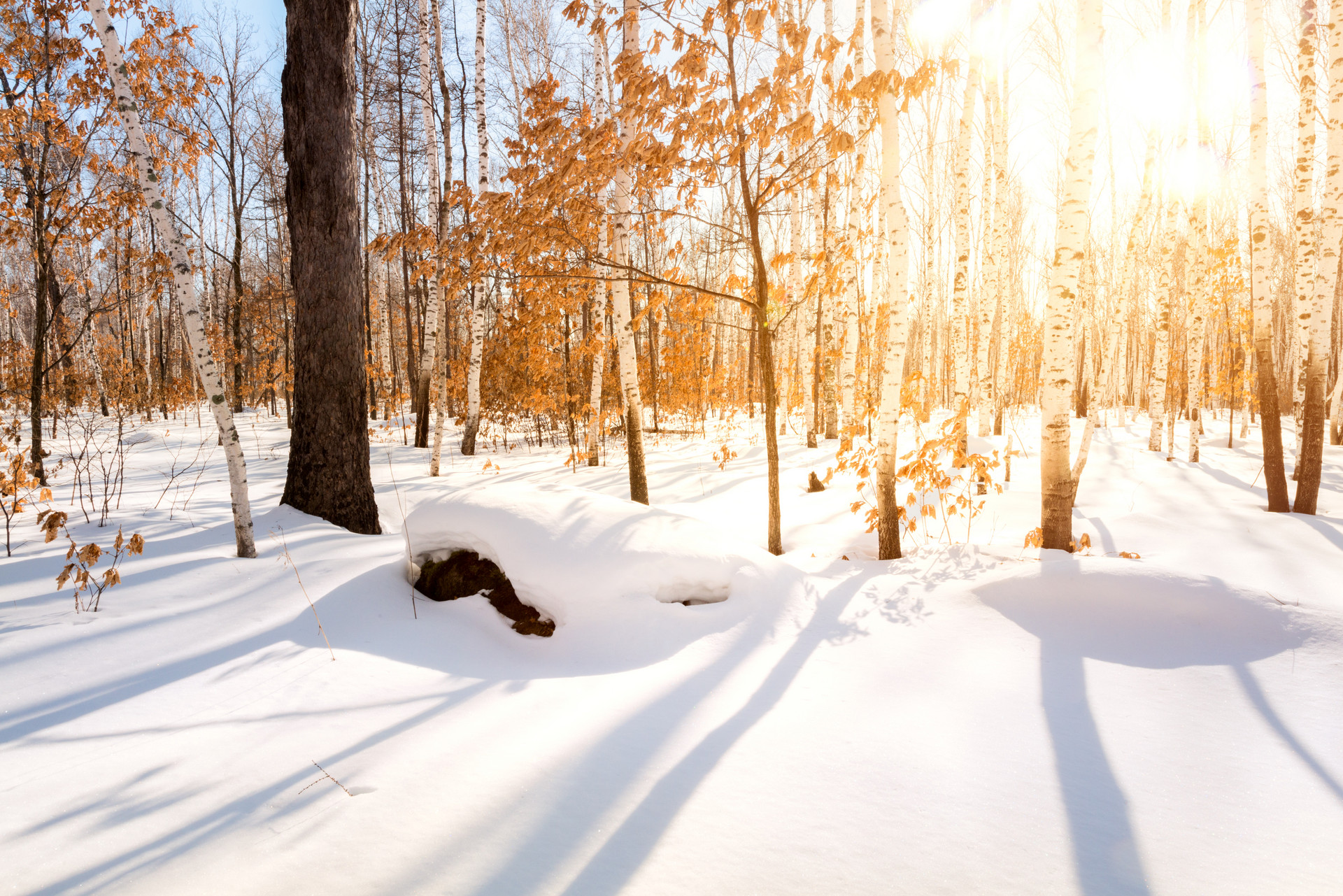 20首最经典的冬天诗词：踏着冬的脚步，品味古人笔下的冬天-第7张图片-诗句网